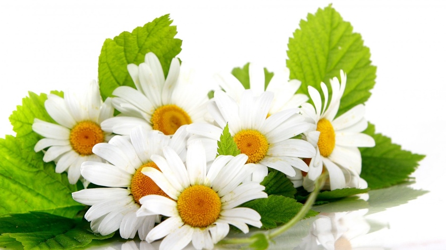 Chamomilla Recutita (Matricaria) Flower Extract