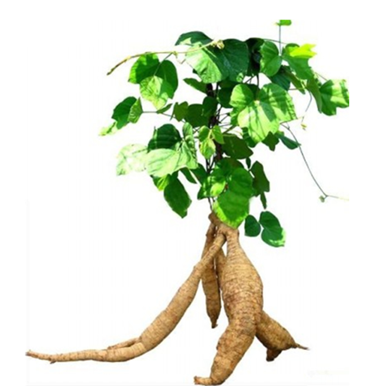 Pueraria Lobata Root Extract