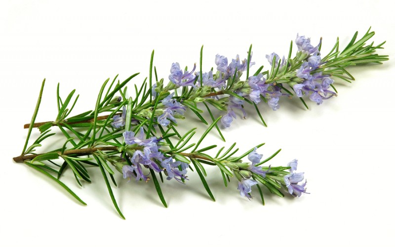 Rosmarinus officinalis (rosemary) leaf extract