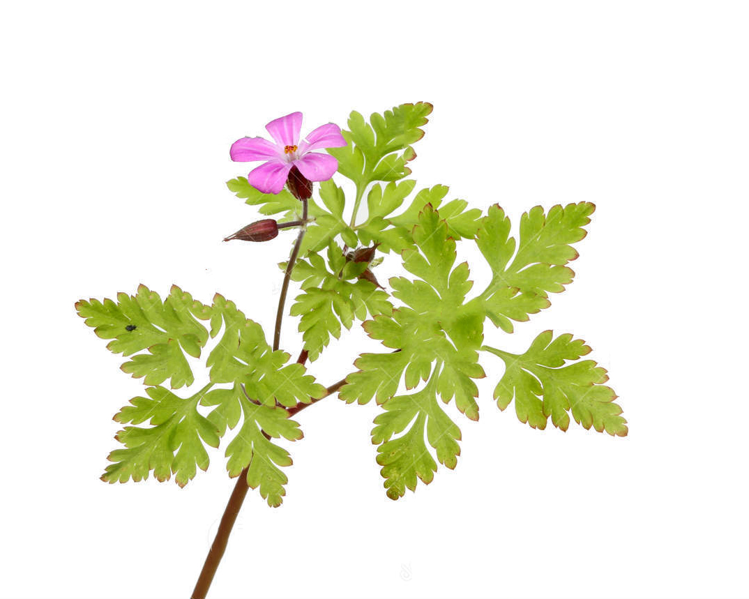Geranium robertianum extract