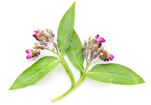 Symphytum oficinale leaf extract