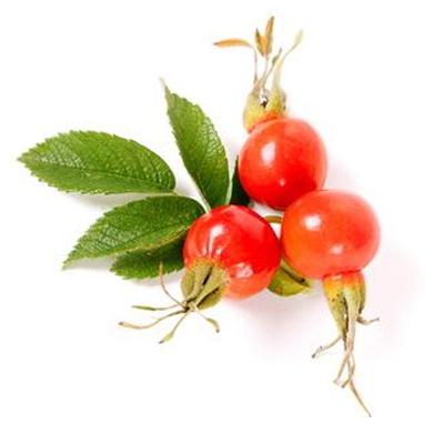Rosa canina fruit oil