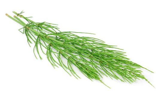 Equisetum arvense extract