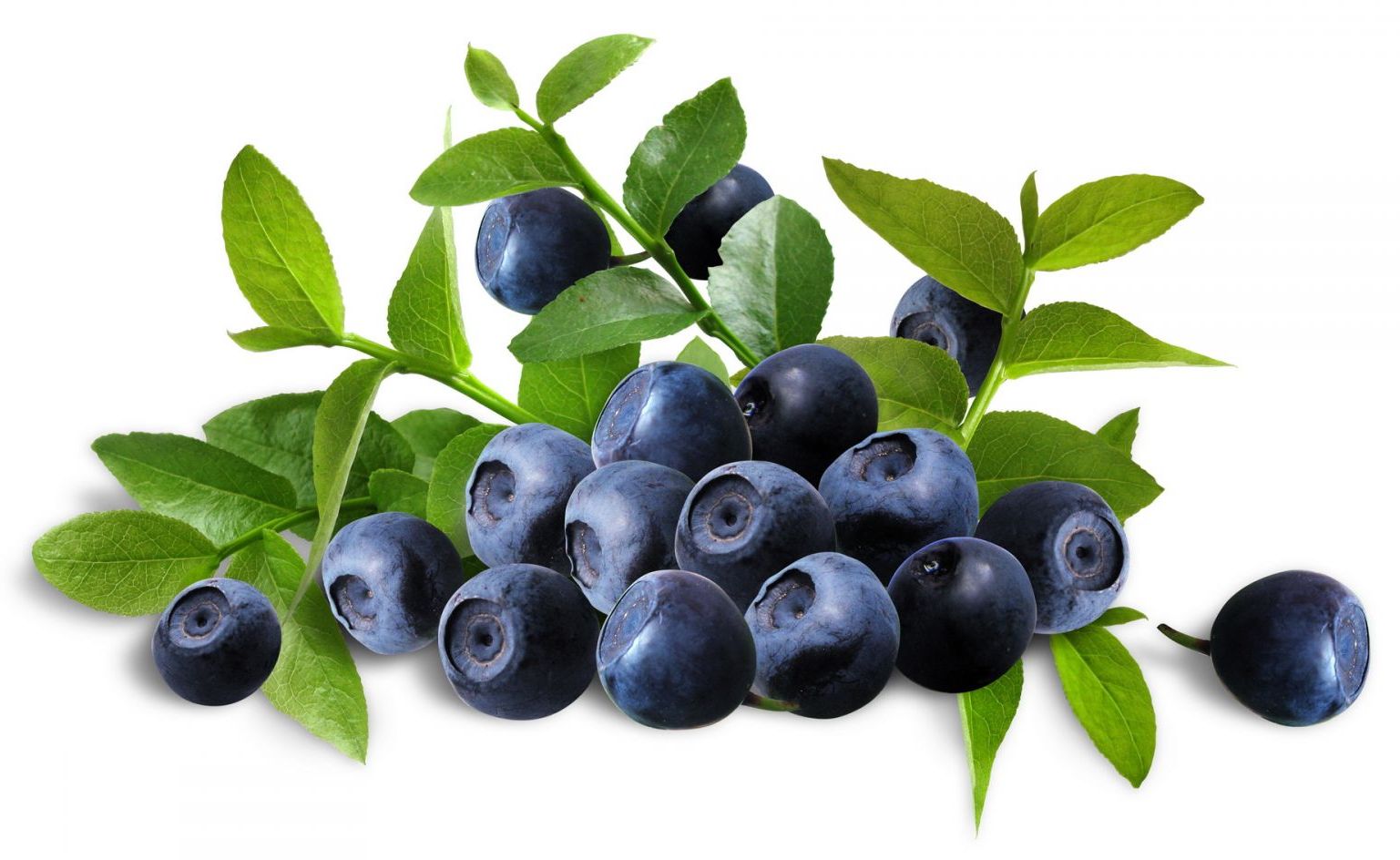 Vaccinium myrtillus leaf extract