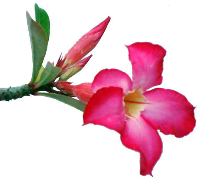 Adenium Obesum Leaf Cell Extract