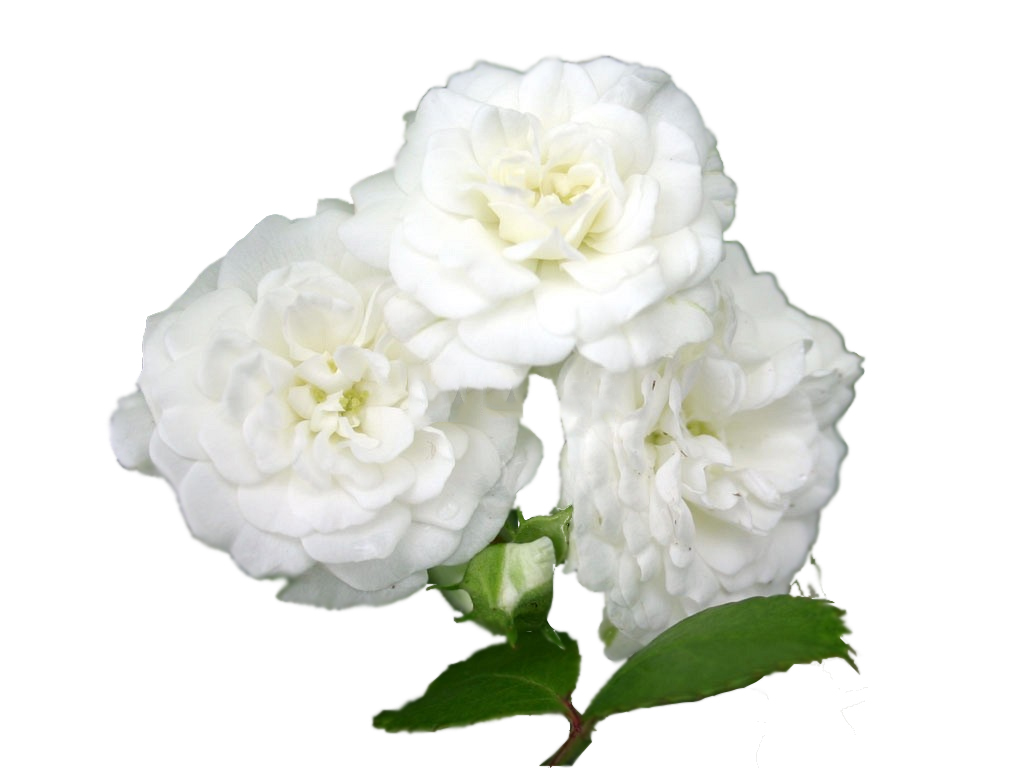 Rosa Alba Leaf Cell Extract