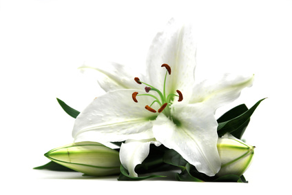 Lilium Candidum Flower Extract