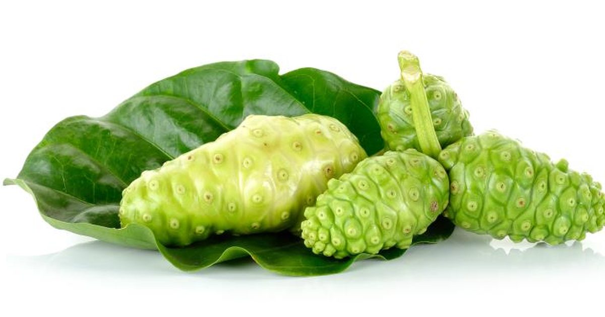 Morinda citrifolia extract