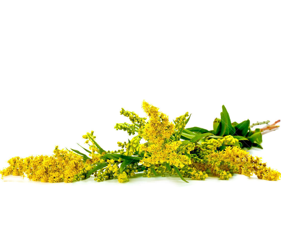 Solidago virgaurea (goldenrod) extract