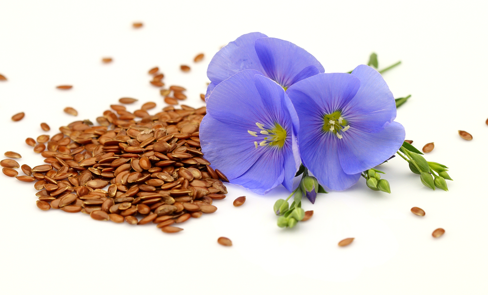 Linum Usitatissimum (Linseed) Seed Extract