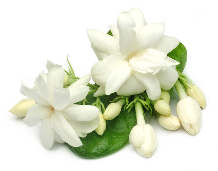 Jasminum Officinale (Jasmin) Oil