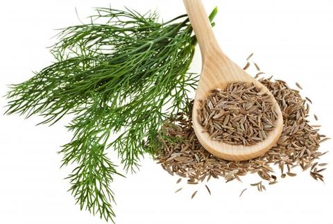 Foeniculum Vulgare (Fennel) Oil