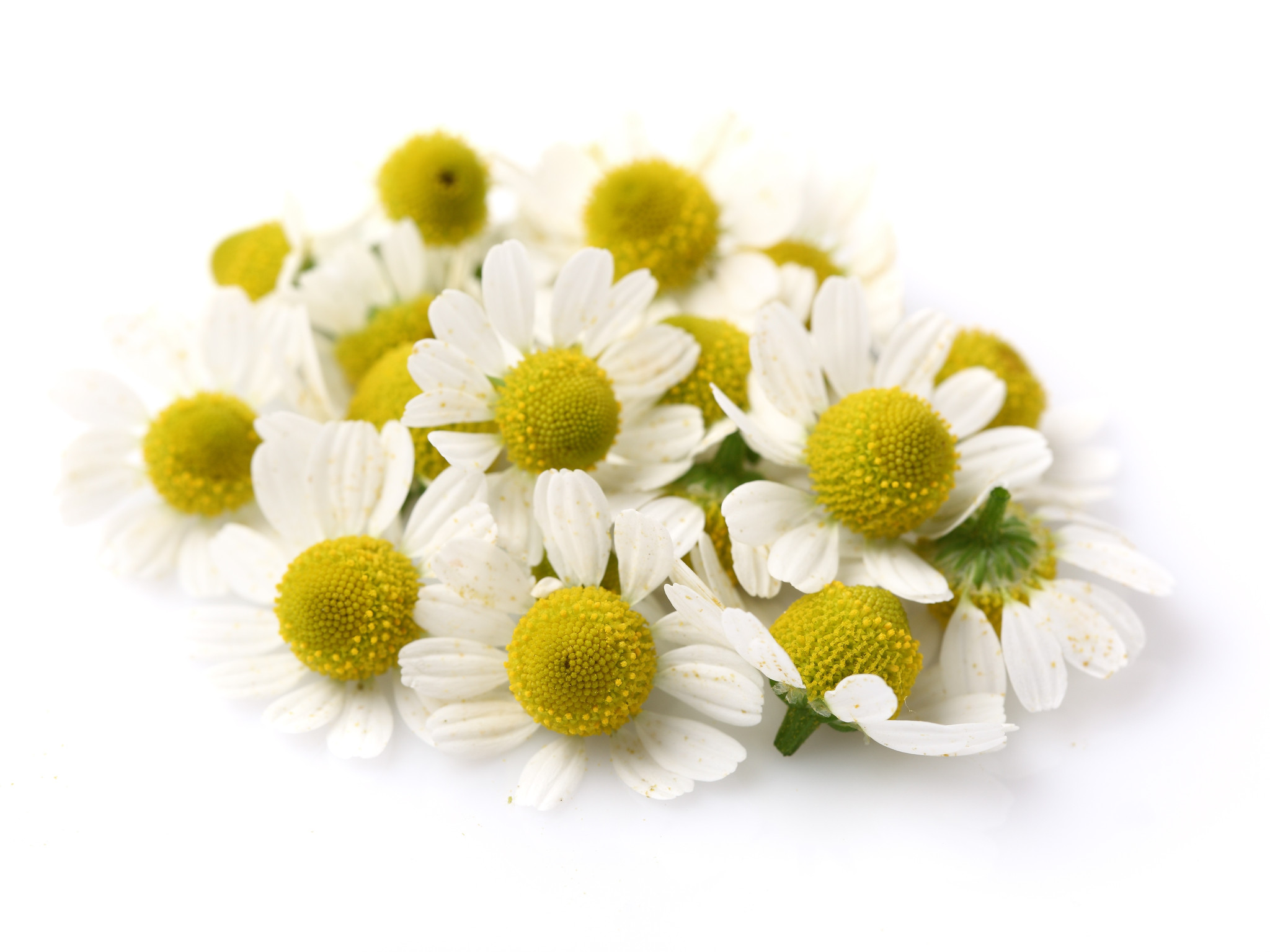Omenis Multicaulis Oil