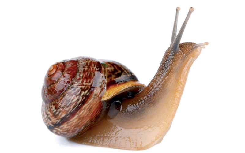 Snail Secretion Filtrate