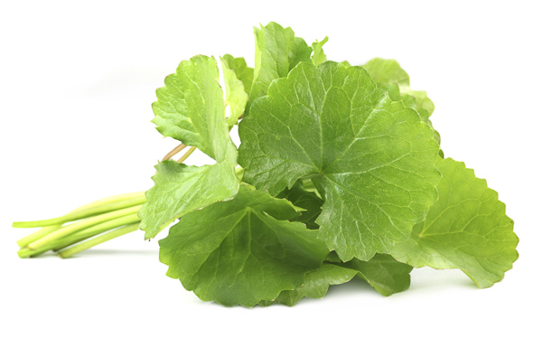 Centella Asiatica Extract