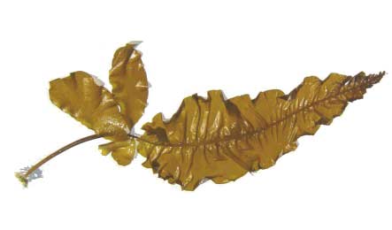 Alaria esculenta extract