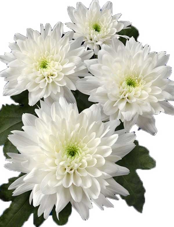 Chrysanthemum Morifolium Flower Extract