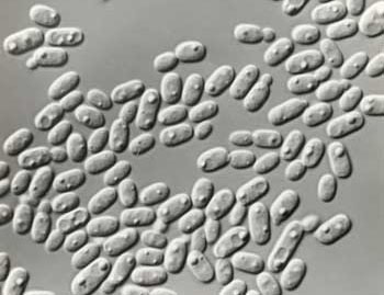 Candida Utilis