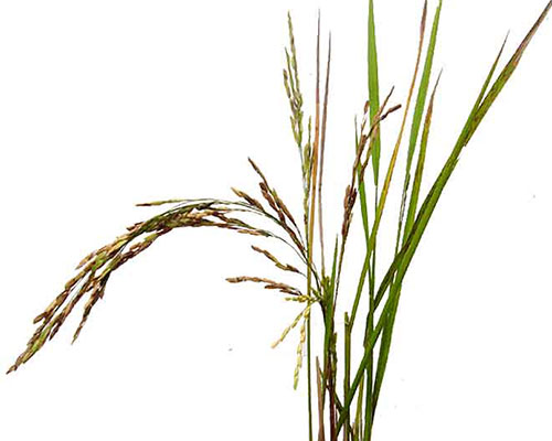 Oryza Sativa (Rice) Lees Extract