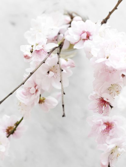 Sakura - Câu chuyện về Hoa Anh Đào 5 cánh