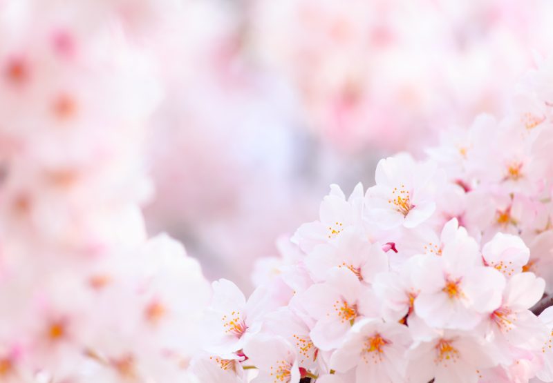 Prunus mume fruit extract: Thần dược làm đẹp của phụ nữ Nhật