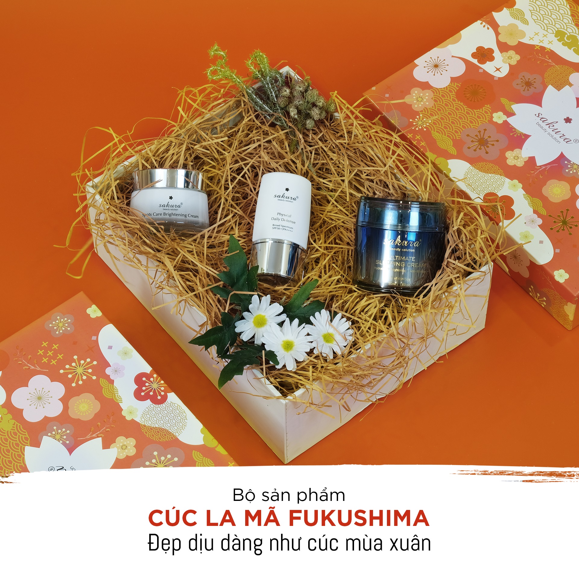 Đẹp dịu dàng như cúc mùa xuân