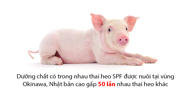 Nhau thai heo là gì