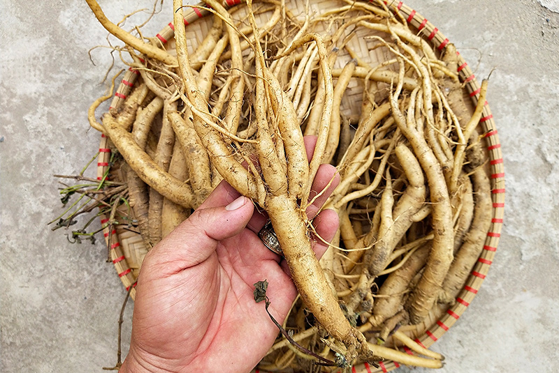 Cây đảng sâm bắc là gì? Công dụng chữa bệnh của cây đảng sâm bắc