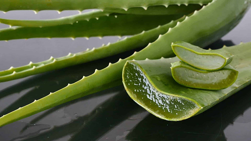 Chiết xuất Lô Hội có thực sự thần kỳ như lời đồn?